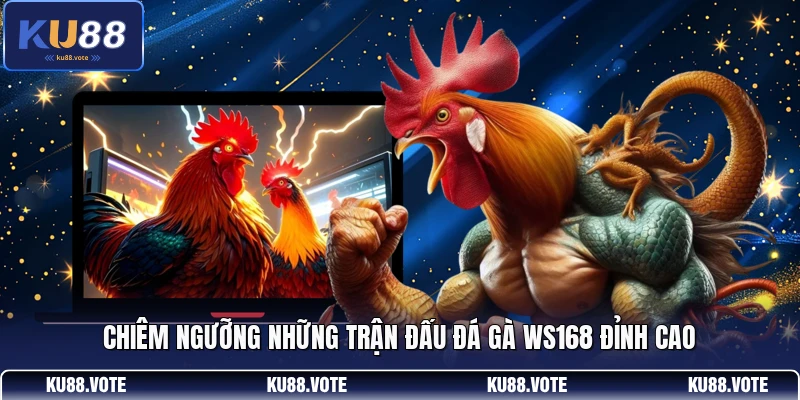 Chiêm ngưỡng những trận đấu đá gà Ws168 đỉnh cao