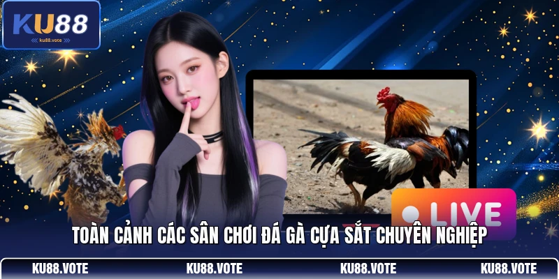 Toàn cảnh các sân chơi đá gà cựa sắt chuyên nghiệp 
